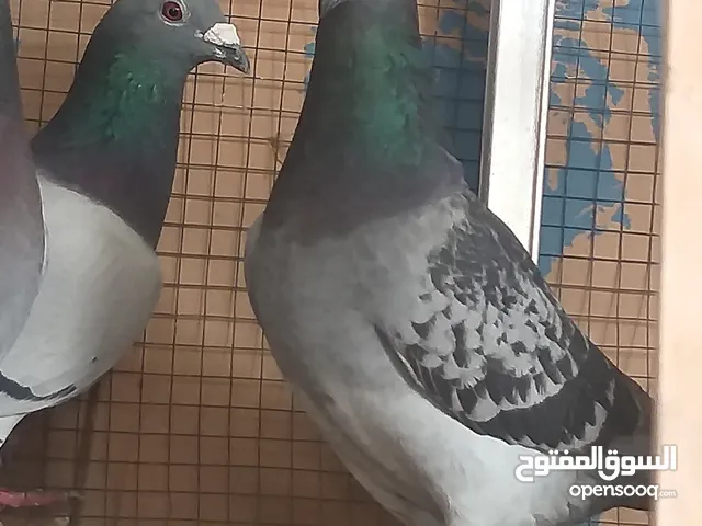 اربع زواج زواجل