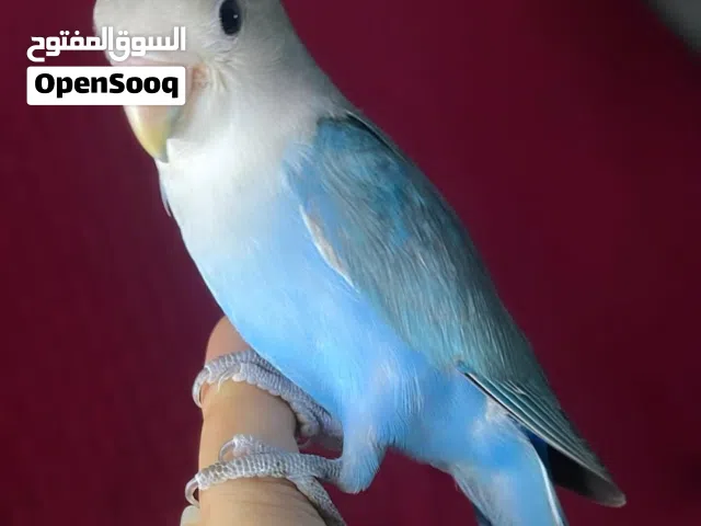 للبيع ببغاء الروز الاليف مناسب للأطفال