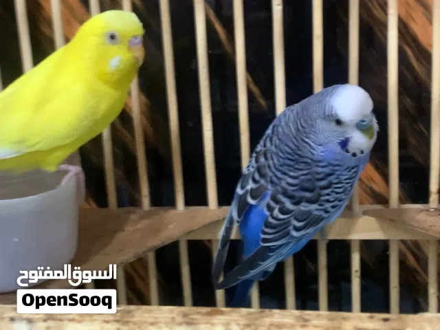 للبيع طيور حب الاليفه مع قفص نزلت من سعرهن مكان بغداد