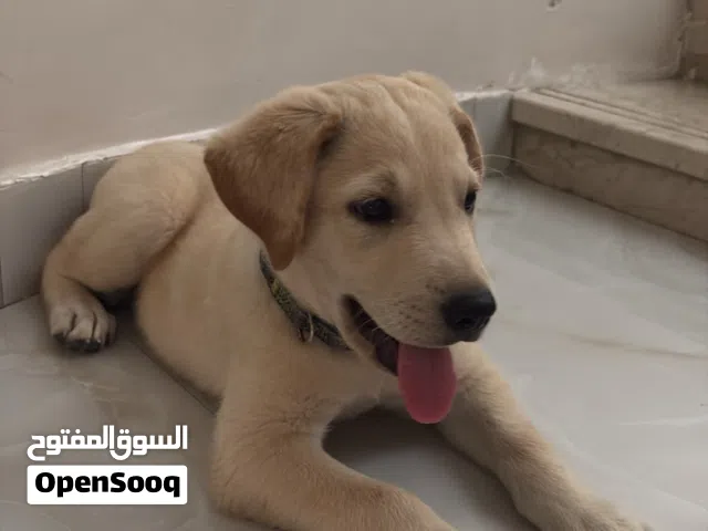 جولدن رتريفر بيور