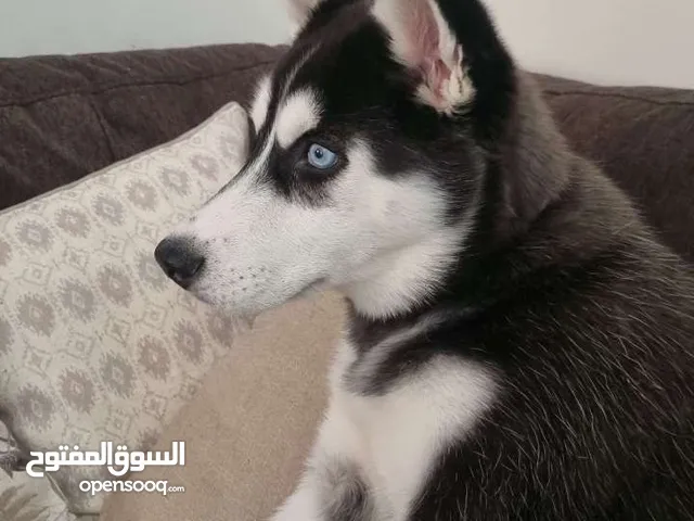 كلب هاسكي ست شهور