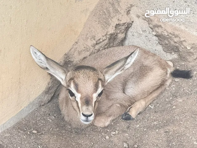 ذكر عزال الديماني