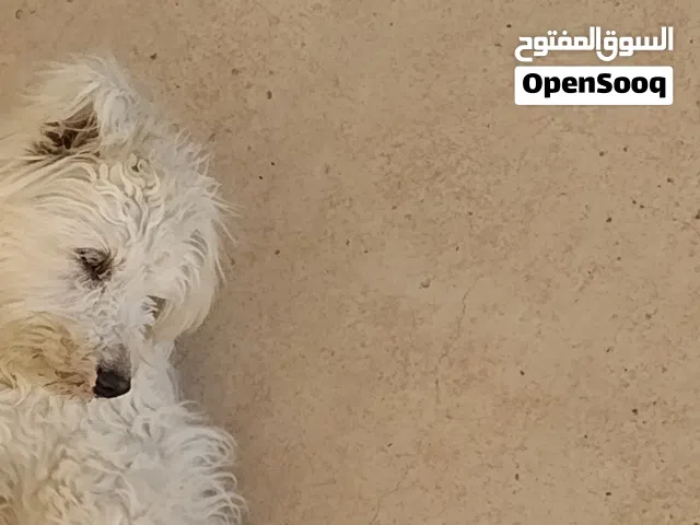 كلب ماتيز للبيع للحاجة ب10 الف ريال يمني المشتري يتصل ويجي له