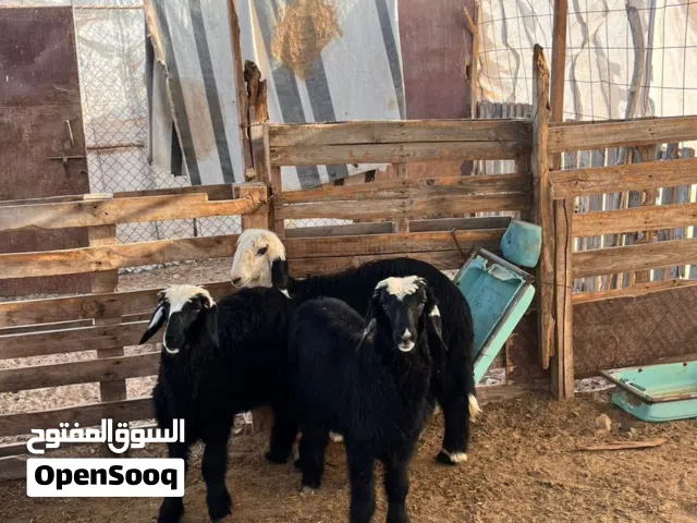 للبيع حملتين وكبش