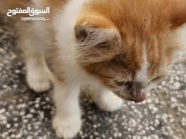 زوجين و 4 قطاوة صغار حلوين للأطفال