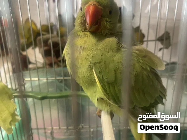 ببغاء دره ذكر