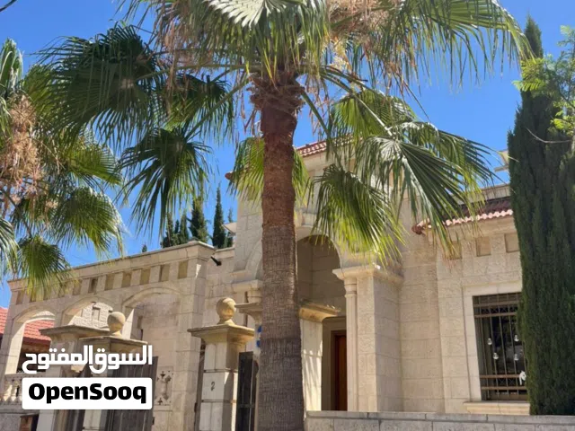 للبيع نخلة واشنطونيا كبيرة ومميزة