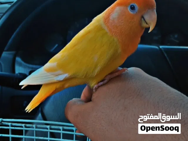 سلام عليكم متوفر عصفور روز اورنج مروض للبيع مكان مصراته