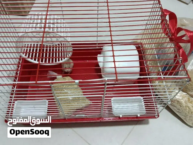 هامستر للبيع