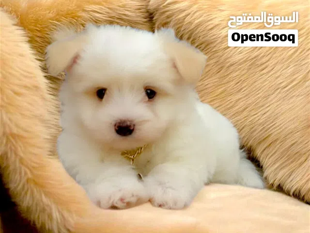 Male & Female Puppies for Sale, 45 Days Old ولد وبنت 45 يوم للبيع