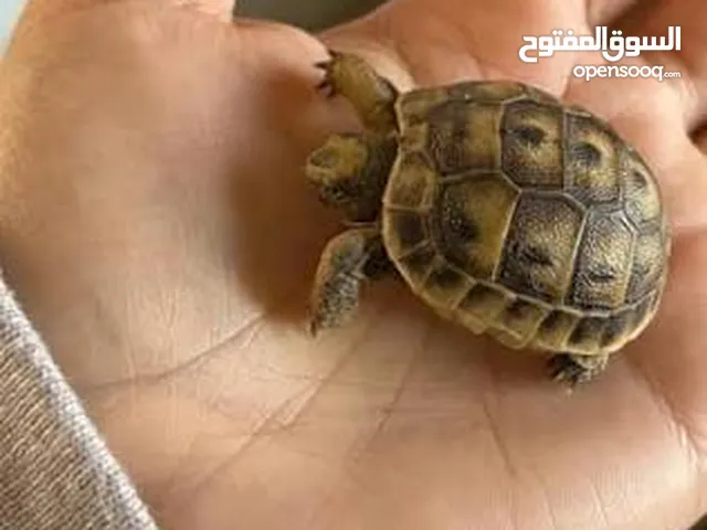 سلحفتين سلحفاه  بيبي فسفس ترند محصنات مطعمات مصلات الوقايه تاكل الخضار  و الفواكه سلحفاة بريه