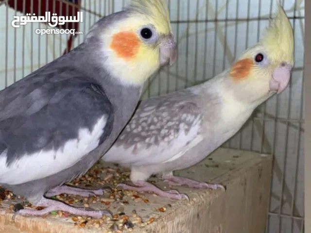 زوج كوكتيل بصحه جيده مع القفص والميدان