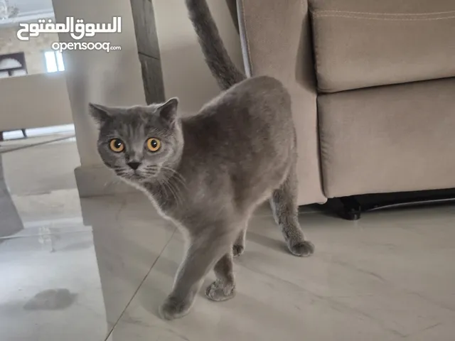 للبيع: قطة سكوتش ستريت بريطانية – عمر سنة – جمال وأناقة نادرة