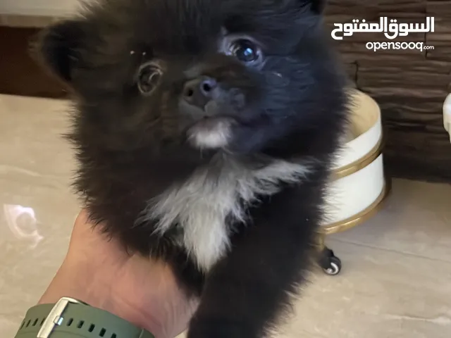 كلب بومرنين