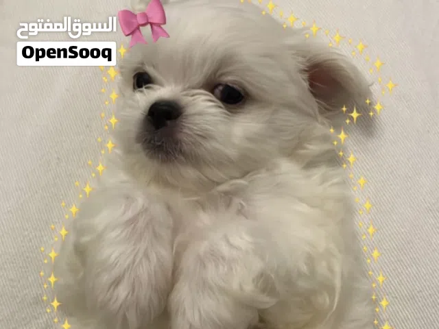 For sale: Maltese puppy 2 months old price 50،000 BHD.