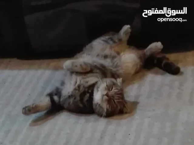 قطة سكوتش فولد للبيع