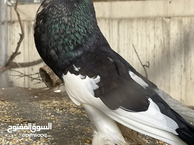 حمام نفاخ للبيع