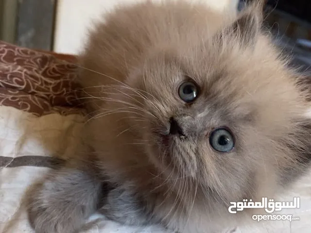 قطة أنثى (كتنز )نوع هملايا للبيع