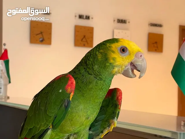 Double Yellow Head Amazon - Friendly and Tamed