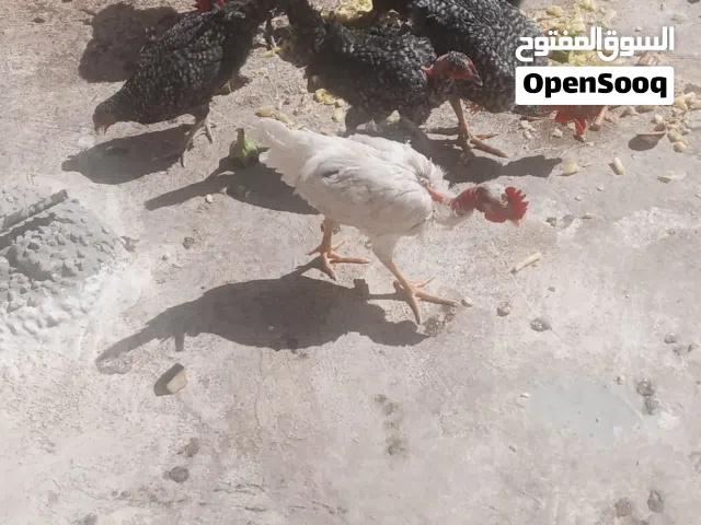 جاج ابو رقيبه خمس ذكور واربع اناثي ثنين بلدي وثنين ابو رقيبه
