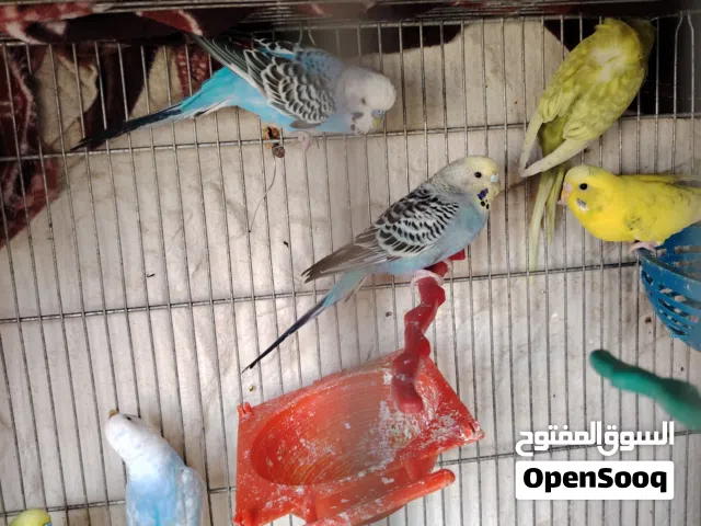 طيور جواز هوغو رومو وردات فل