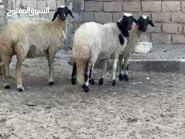 تلاته حوليات هجين