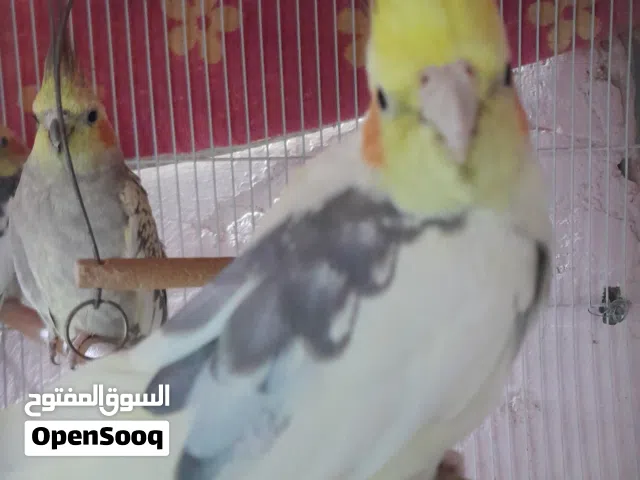 طيور كوكتيل لبيع حلوات نضيفات العدد 3