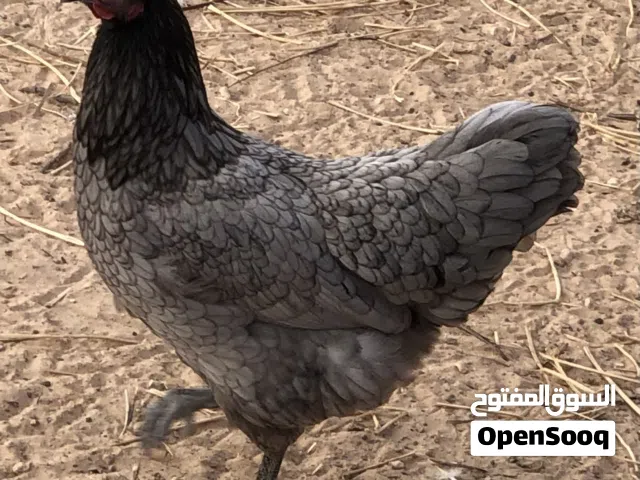 دجاج استرالوب للبيع