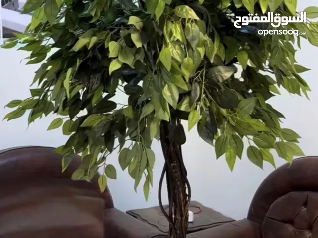 عندي شجره الفكس جديده قياسها210 ما مفتوحه مسلفنه وجديده وعندي زرعه البامبو    و سله خوص للزرع