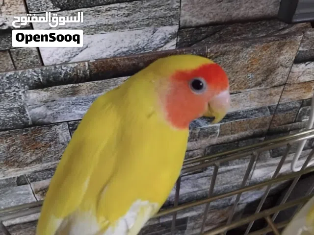 السلام عليكم ورحمة الله جوز ببغاء نوع ( روز )  الحجم. ... جامبو شبه اليفات .. اقرا الوصف جيدا