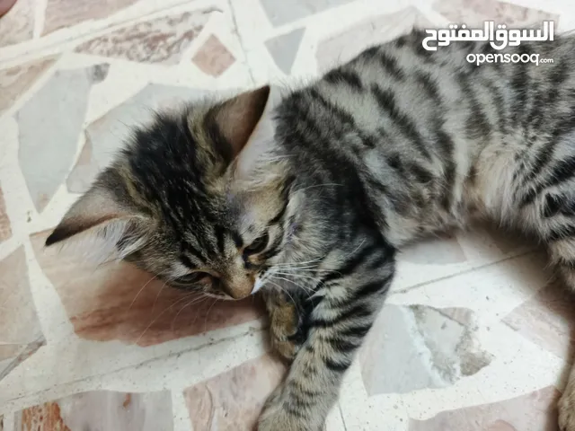 قط صغير بعمر 3 اشهر للتبني