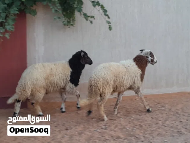 2خرفان وطنيات مشالله ربي يبارك عمرهم ف7شهور سليمات متع تربيه او موس لبيدبح..