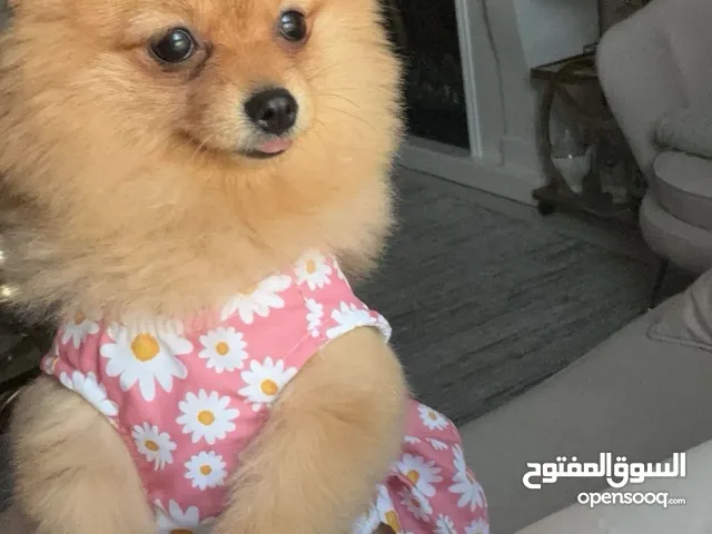 بومرينيان /pom dog