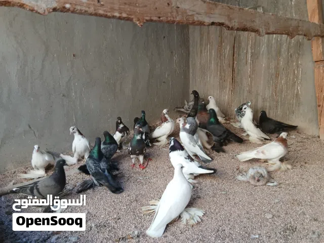 حظيرة حمام هزاز