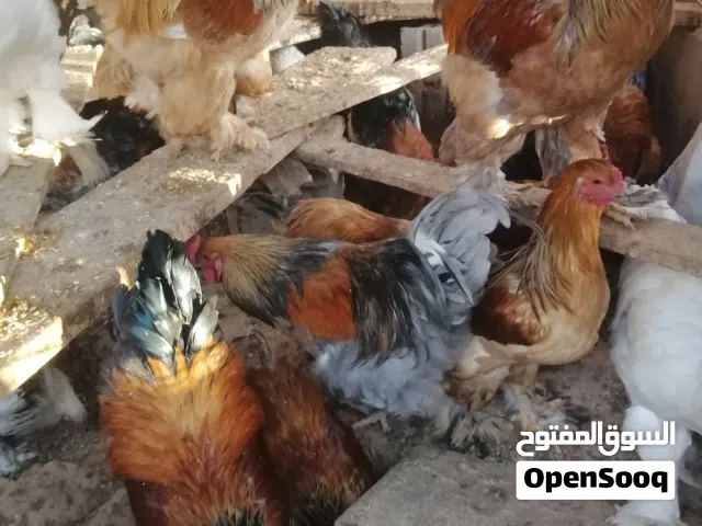 موجود 30 ديك براهمه