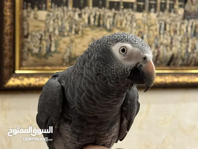 للبيع ببغاء تيما