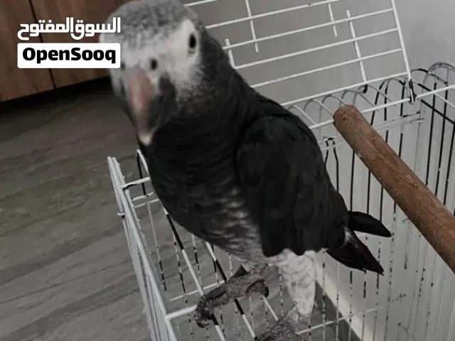 سلام عليكم ببغاء تمة