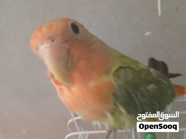 السلام عليكم بركديلو مروض اقرا الوصف