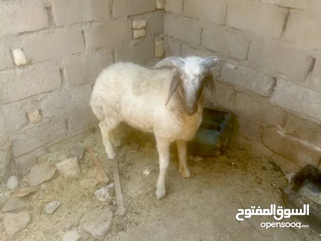 طلي مال بيت للبيع