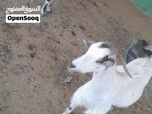 للبيع تيس وصخله حوو بيور