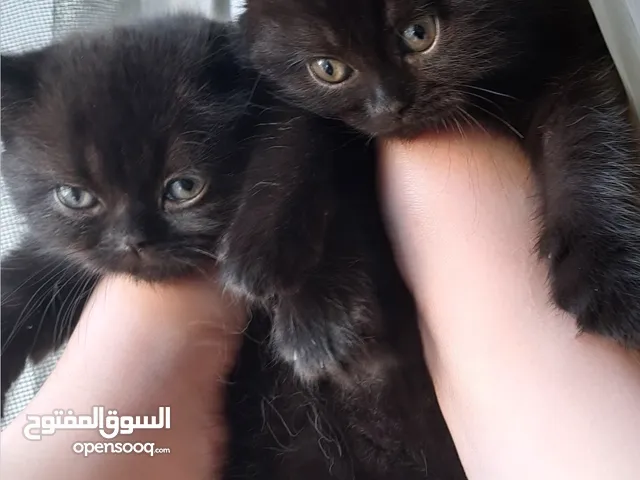 British shorthair kittens للبيع قطط برتش شورت هير
