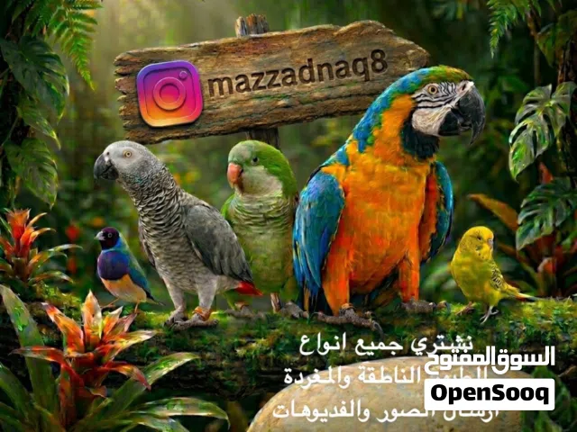 نشتري جميع الطيور الناطقة والمغرده والاليفة