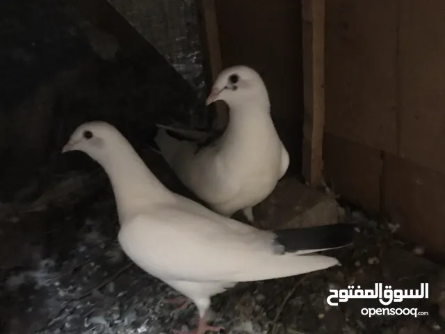 زوج حمام بيض