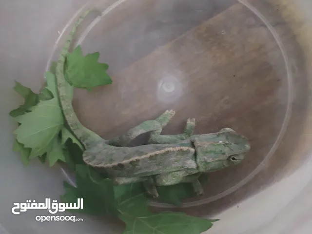 حرباي للبيع