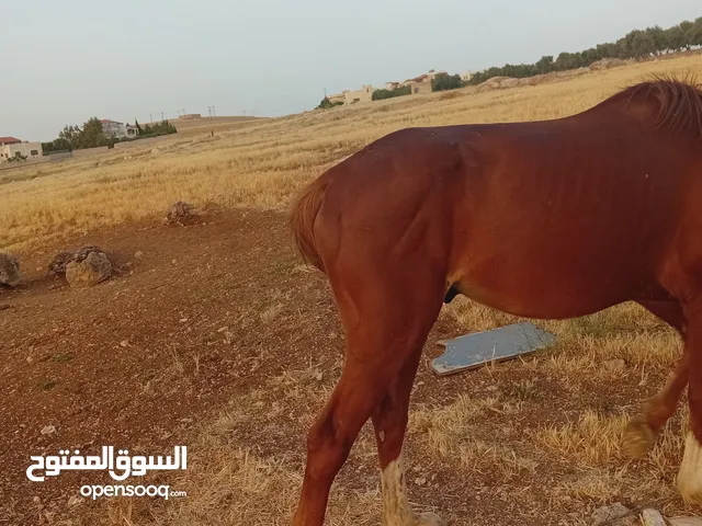 حصان حراث للبيع
