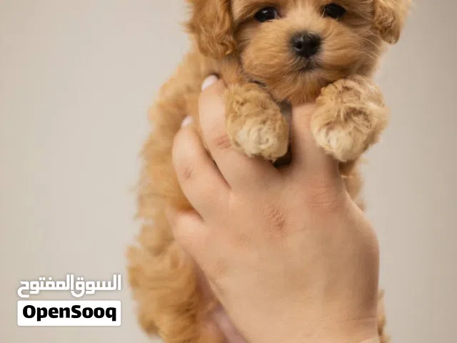 Amazing male and female potty trained puppies for sale