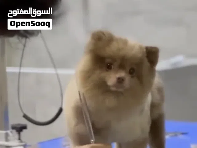 ذكر بوميرين للبيع