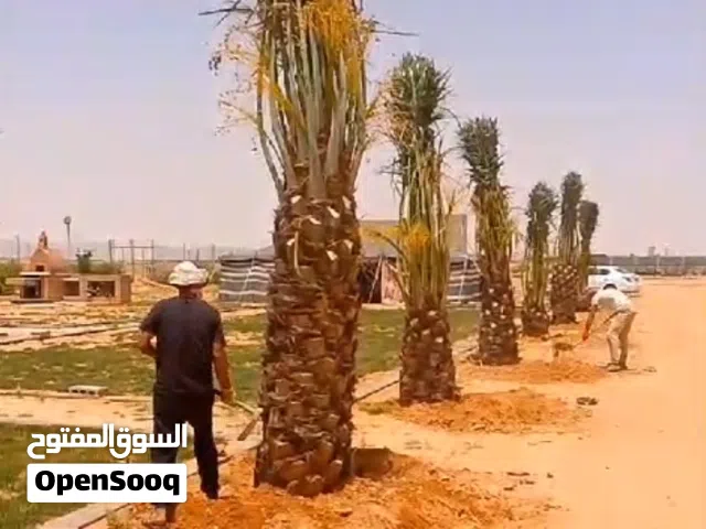 تركيب شبوك / بنا الحجر/ زراعة النخيل