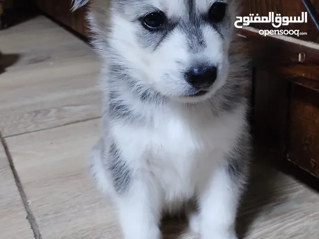 45 days old husky puppy