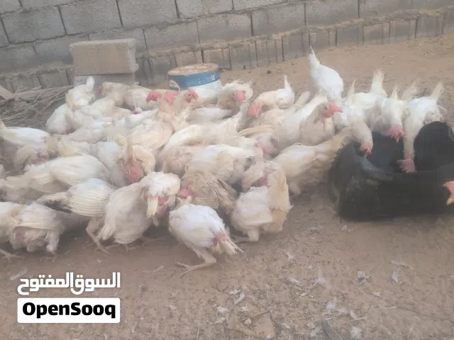 دجاج تونسي للبيع
